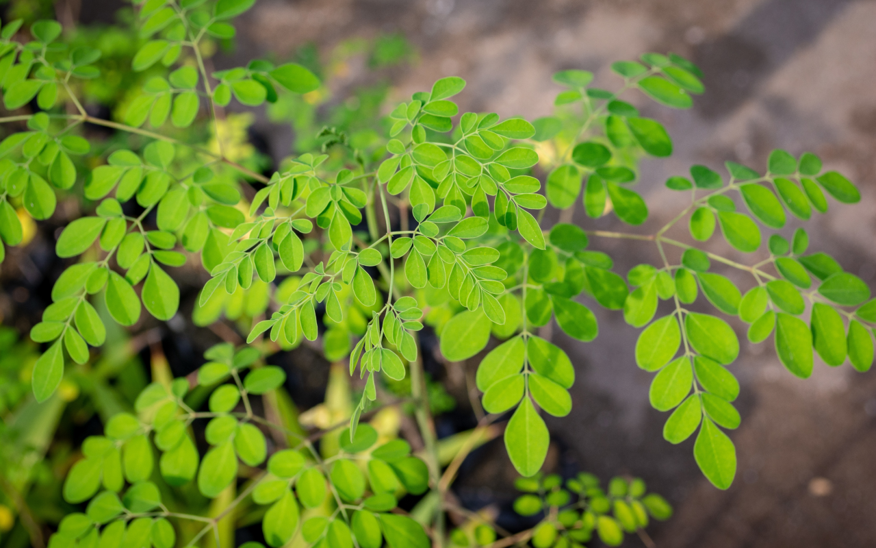 Top 10 health benefits of Moringa Plant